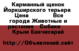 Карманный щенок Йоркширского терьера › Цена ­ 30 000 - Все города Животные и растения » Собаки   . Крым,Бахчисарай